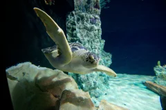 Acquario di Livorno