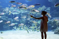 Acuario de Veracruz