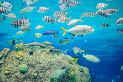 Acuario de Veracruz