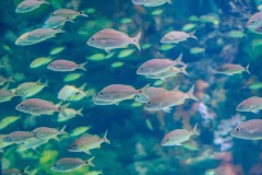 Acuario de Veracruz