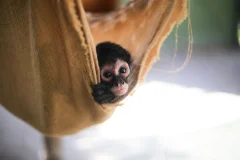 Akumal Monkey Sanctuary & Rescued Animals