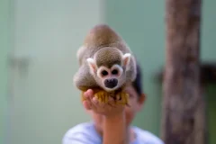 Akumal Monkey Sanctuary & Rescued Animals