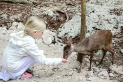 Akumal Monkey Sanctuary & Rescued Animals