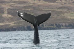 Akureyri Whale Watching