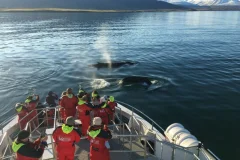 Akureyri Whale Watching