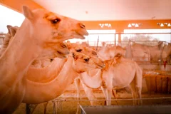Al Ain Day Trips From Abu Dhabi