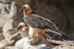 Alpenzoo Innsbruck