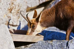 Alpenzoo Innsbruck
