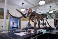 American Museum of Natural History (AMNH)