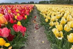 Amsterdam Tulip Field Tours