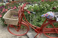 Amsterdam Tulip Field Tours