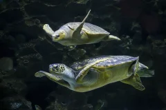 Aquaria KLCC