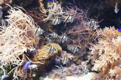 Aquarium of Genoa
