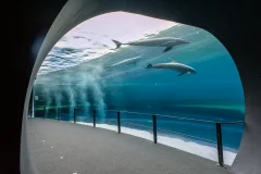 Aquarium of Genoa