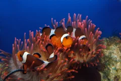 Aquarium of Genoa