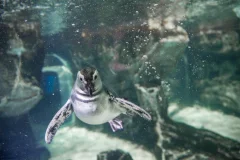 Aquarium of Genoa