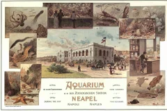 Aquarium of Naples