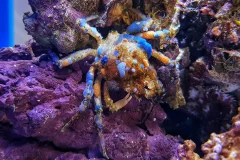 Aquarium of Naples