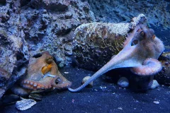 Aquarium of Naples