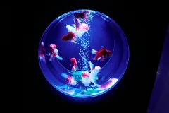Art Aquarium Museum