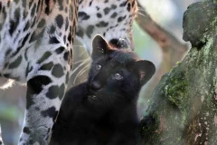 ARTIS Amsterdam Royal Zoo
