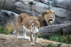 ARTIS Amsterdam Royal Zoo