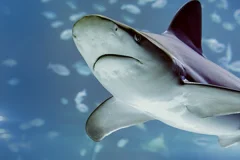 Atlantis Aquarium Madrid