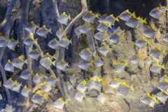 Atlantis Aquarium Madrid