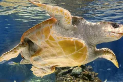 Atlantis Aquarium Madrid