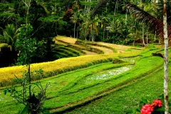 Bali Culinary Tours