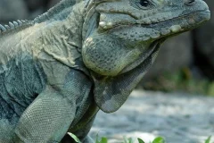 Bali Reptile Park