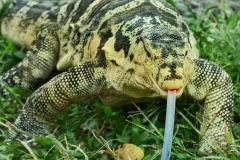 Bali Reptile Park