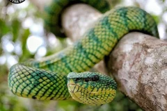 Bali Reptile Park