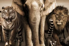 Bali Zoo