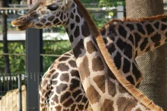 Barcelona Zoo
