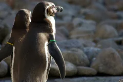 Barcelona Zoo