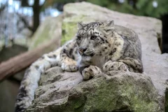 Berlin: Felidae Wild Cat Conservation Center