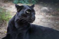 Berlin: Felidae Wild Cat Conservation Center