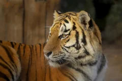 Berlin: Felidae Wild Cat Conservation Center
