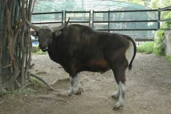 Bioparco