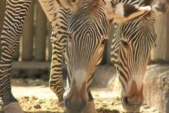 Bioparco