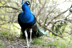 Bioparco