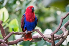 Bloedel Conservatory