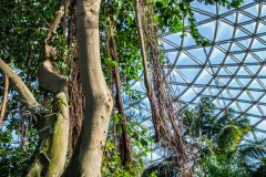 Bloedel Conservatory