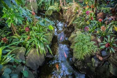 Bloedel Conservatory