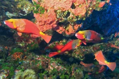 Blue waters dive cove diving centre