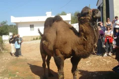 Bodrum Outdoor Activities