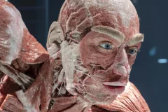 BODY WORLDS Berlin