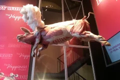 BODY WORLDS - The Happiness Project