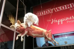 BODY WORLDS - The Happiness Project